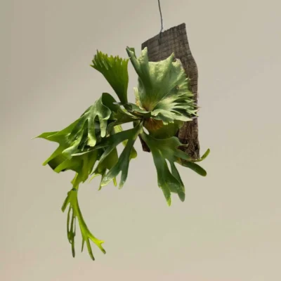 Platycerium Coronarium thin thin