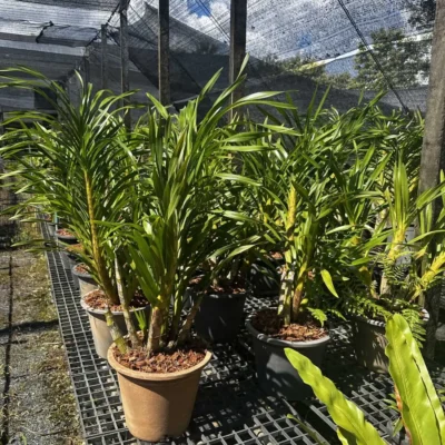 Grammatophyllum speciosum Alba