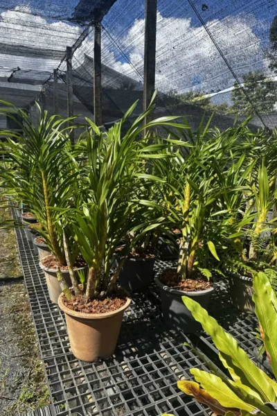 grammatophyllum speciosum