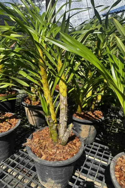 grammatophyllum speciosum