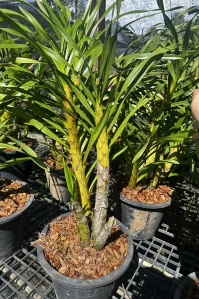 grammatophyllum speciosum