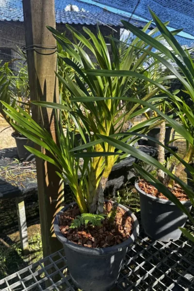 grammatophyllum speciosum