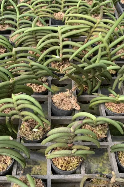 Cleisostoma arietinum