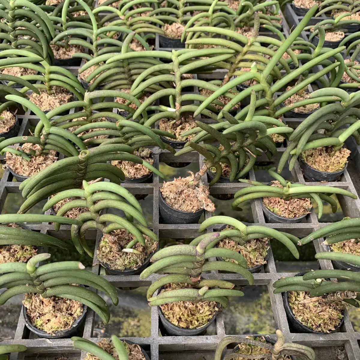 Cleisostoma arietinum (Small Size) – Buy Online | Sib Orchid Cleisostoma arietinum