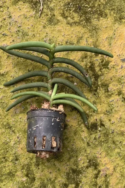 Cleisostoma arietinum