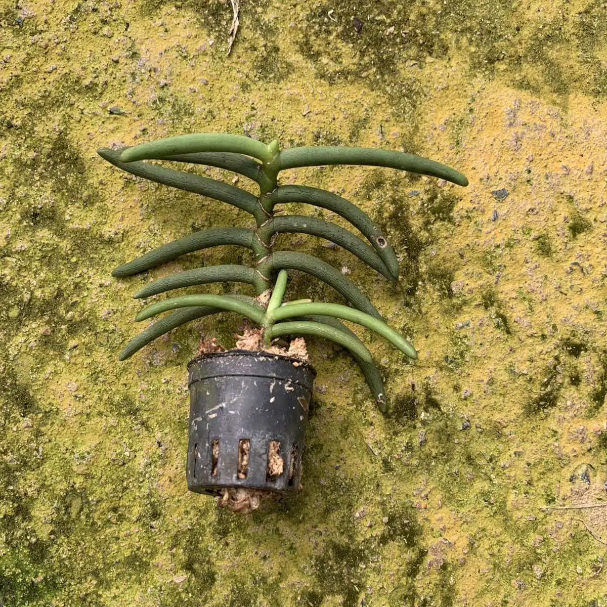 Cleisostoma arietinum (Small Size) – Buy Online | Sib Orchid Cleisostoma arietinum