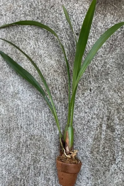 Trigonidium egertonianum