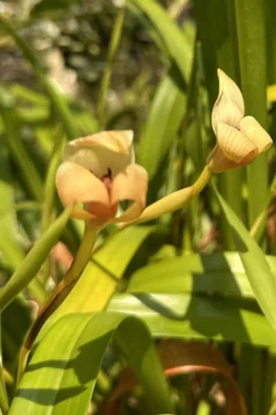 Trigonidium egertonianum