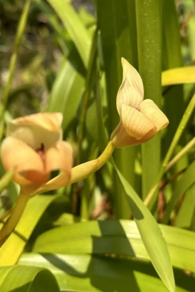 Trigonidium egertonianum