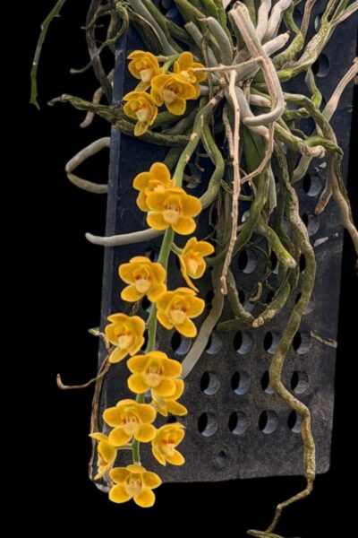 Chiloschista nakornpanomensis