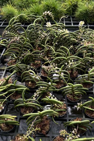 Cleisostoma arietinum