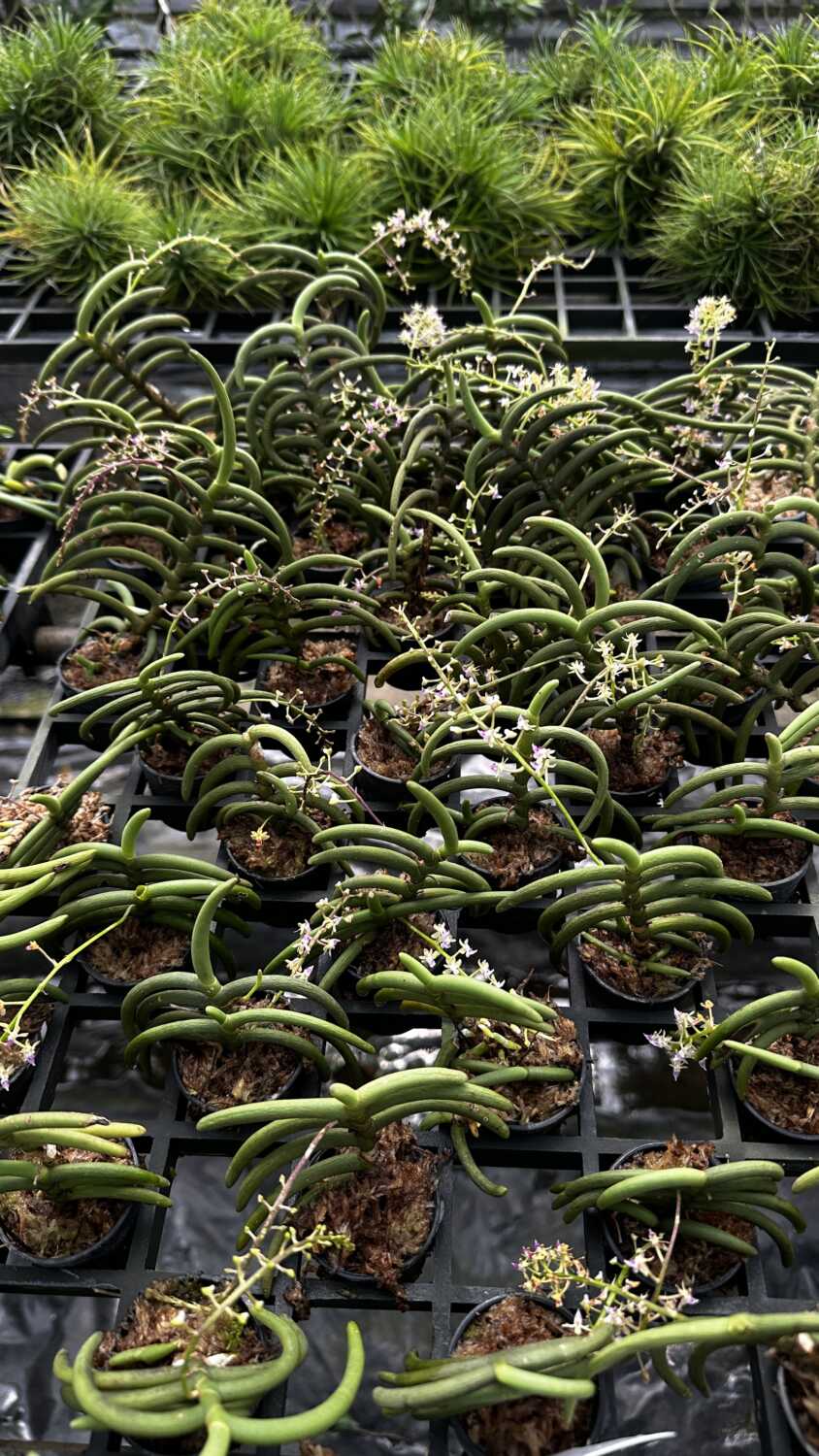 Cleisostoma arietinum (Small Size) – Buy Online | Sib Orchid Cleisostoma arietinum