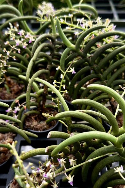 Cleisostoma arietinum