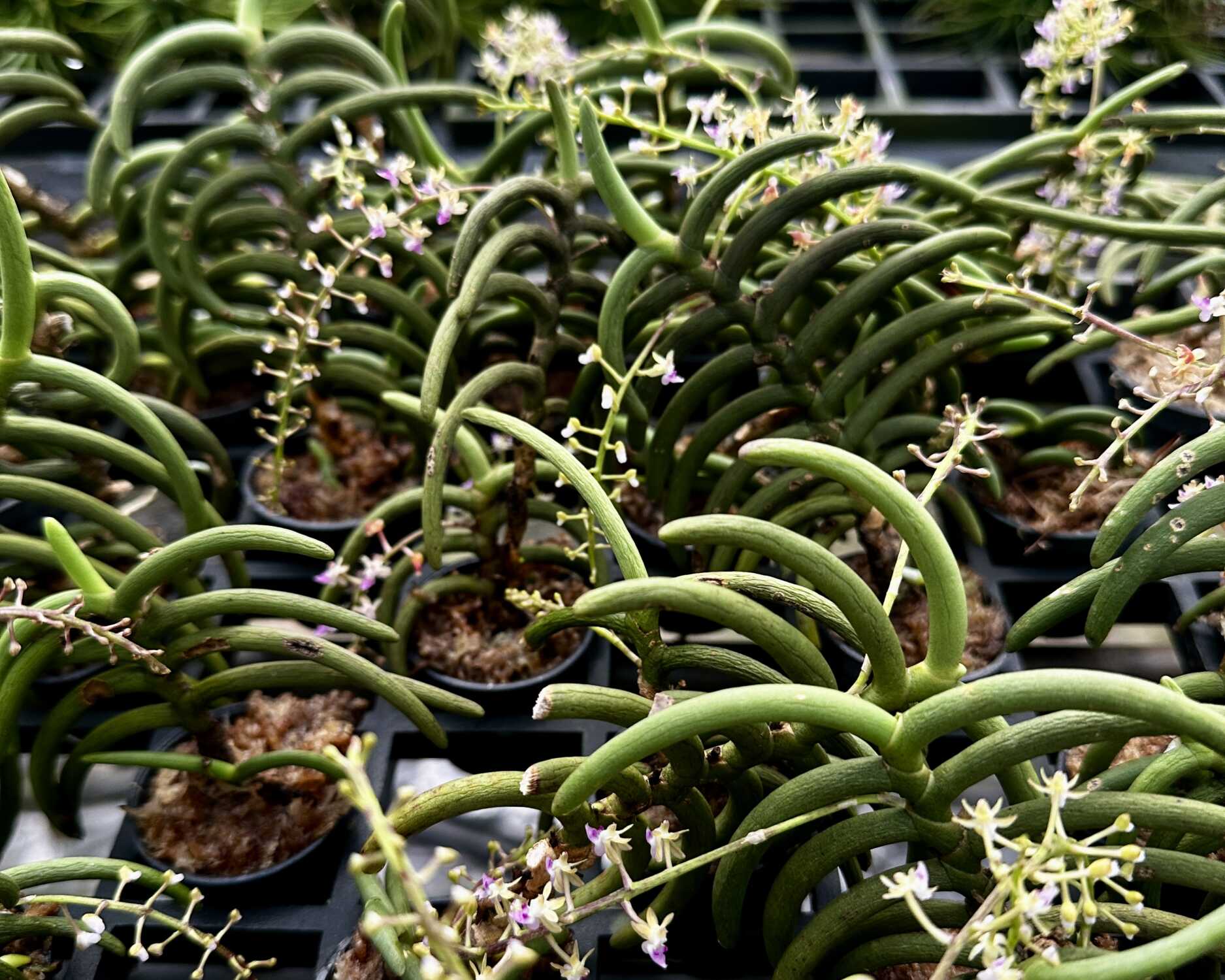 Cleisostoma arietinum (Small Size) – Buy Online | Sib Orchid Cleisostoma arietinum