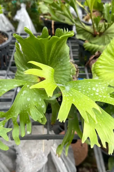 Platycerium Coronarium thin thin