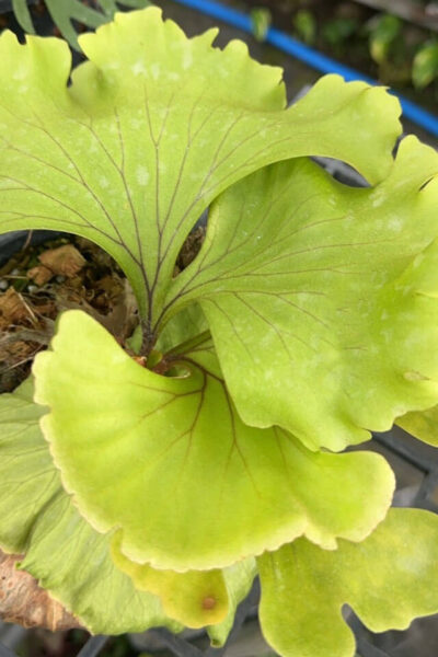 P. willinckii ’Jenny’ TC 2113 Platycerium willinckii 'Jenny' original (July 2024