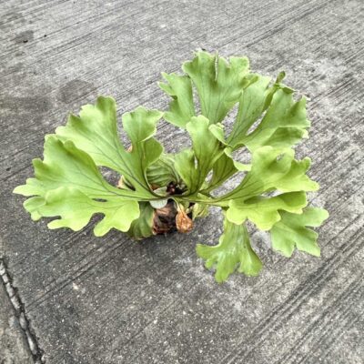 Platycerium ridleyi wide form