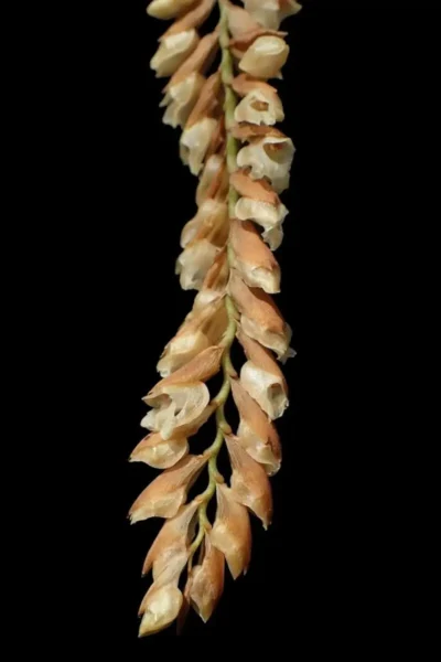 Pholidota imbricata