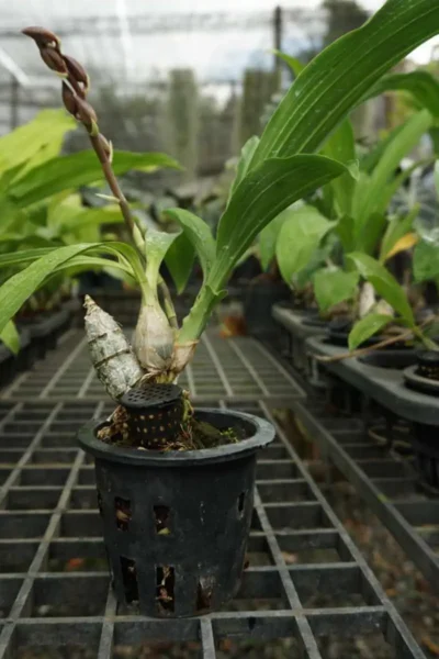 catasetum-tenebrosum