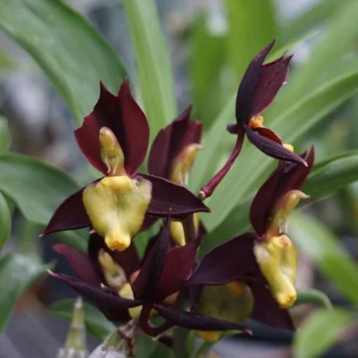 Catasetum tenebrosum