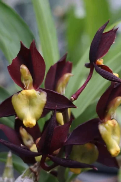 catasetum-tenebrosum