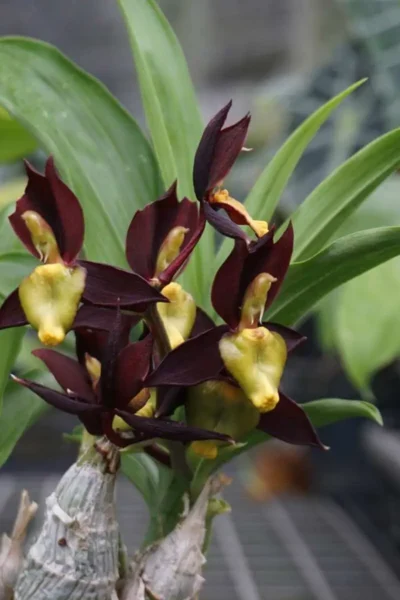 catasetum-tenebrosum