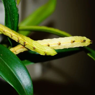 Bulbophyllum falcatum Alba