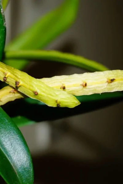 Bulbophyllum falcatum 'alba'