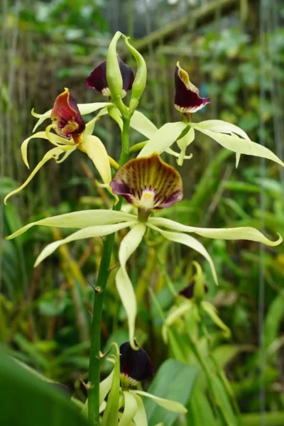 Prosthechea (Encyclia) cochleata