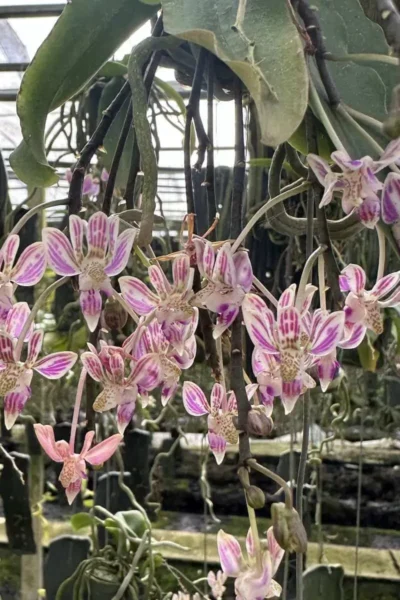 Kingidium minus Phalaenopsis finleyi