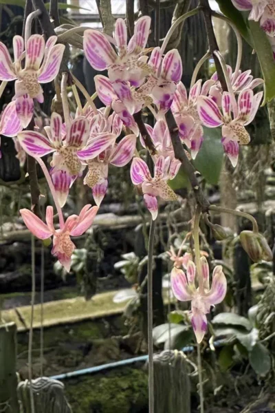 Kingidium minus Phalaenopsis finleyi