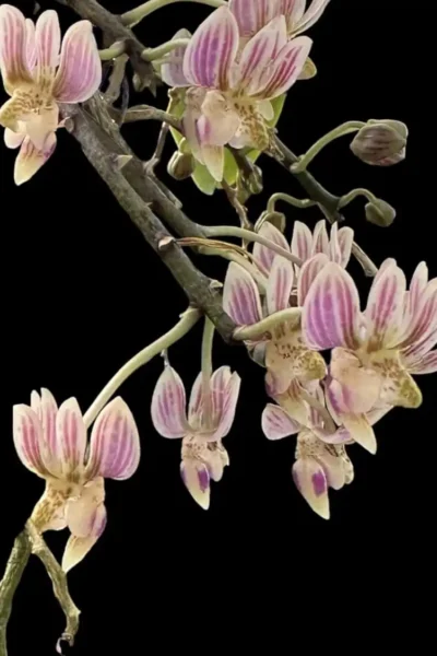 Kingidium minus Phalaenopsis finleyi