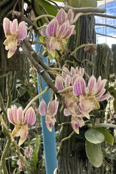 Kingidium minus Phalaenopsis finleyi