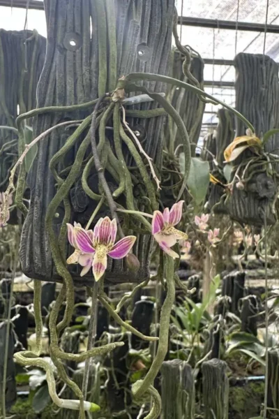 Kingidium minus Phalaenopsis finleyi