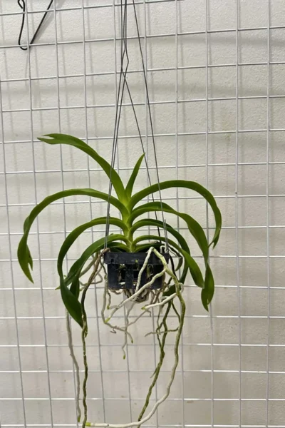 Vanda_denisoniana
