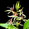 Prosthechea (Encyclia) cochleata