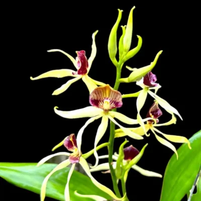 Prosthecia cochleata (Encyclia)