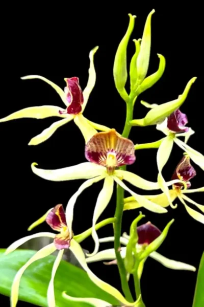 Prosthechea (Encyclia) cochleata