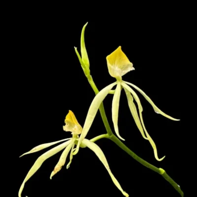 Prosthecia cochleata Alba (Encyclia)