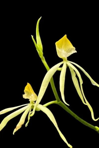 Prosthecia cochleata Alba