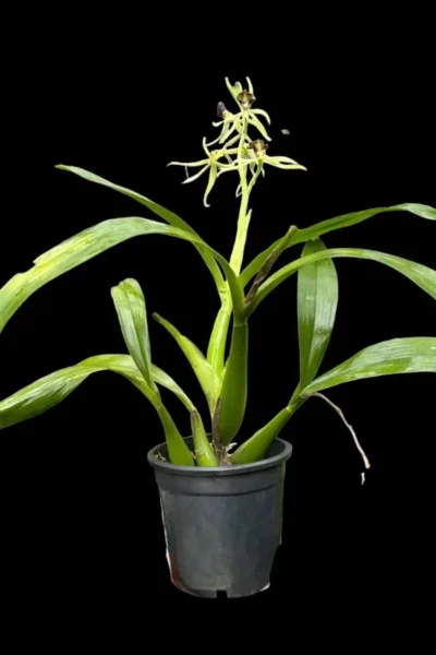 Prosthecia cochleata Alba