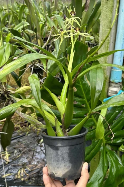 Prosthechea (Encyclia) cochleata