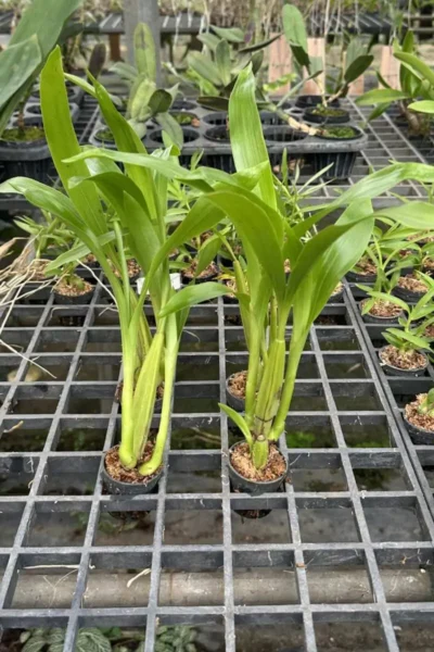 Coelogyne eberhardtii