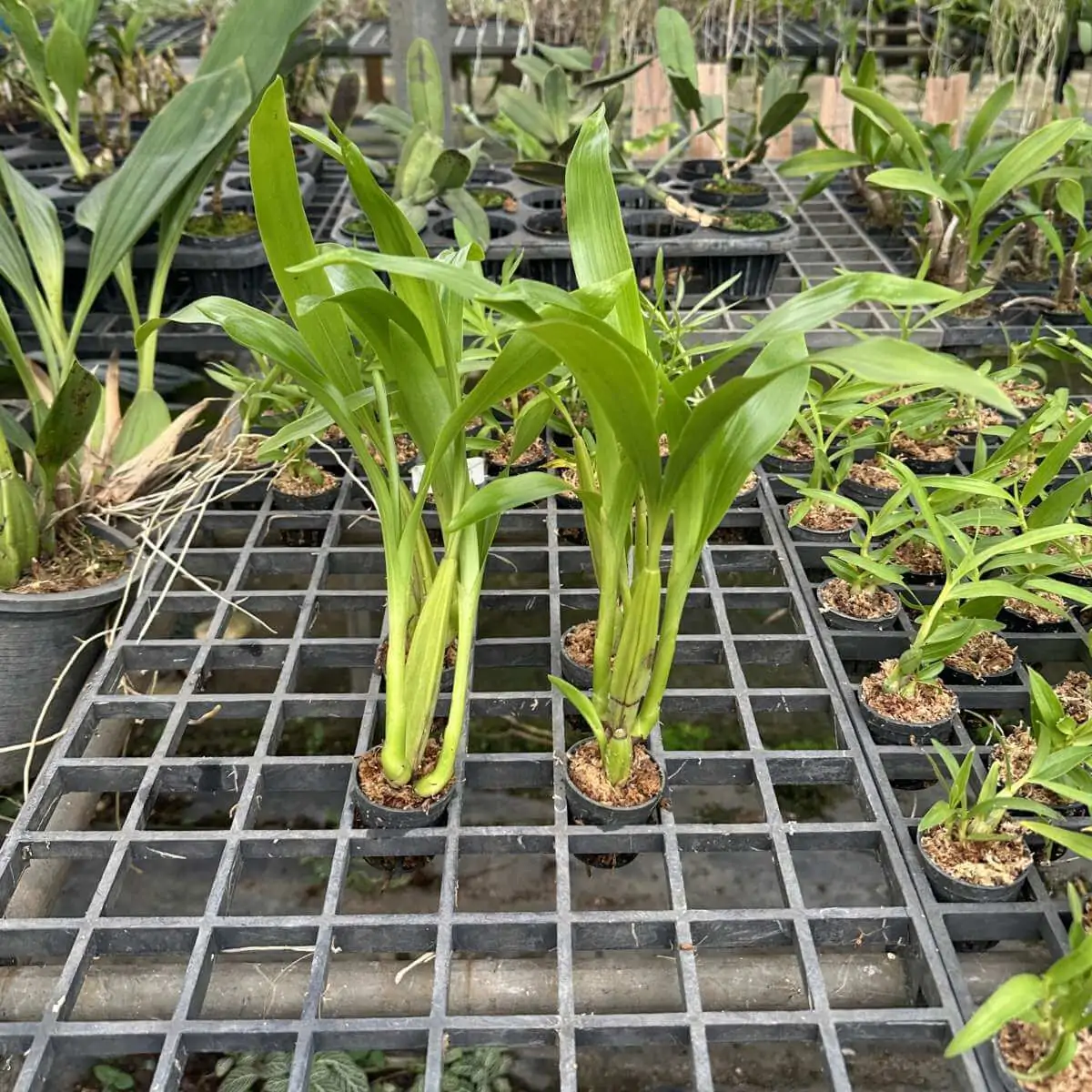 Coelogyne eberhardtii – Buy Online | Sib Orchid Coelogyne eberhardtii