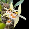 Coelogyne eberhardtii