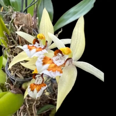 Coelogyne eberhardtii