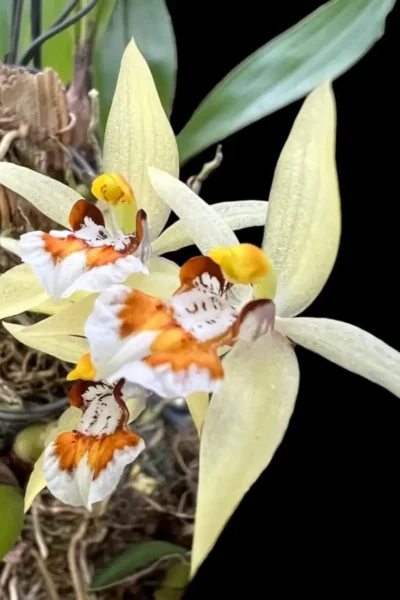 Coelogyne eberhardtii