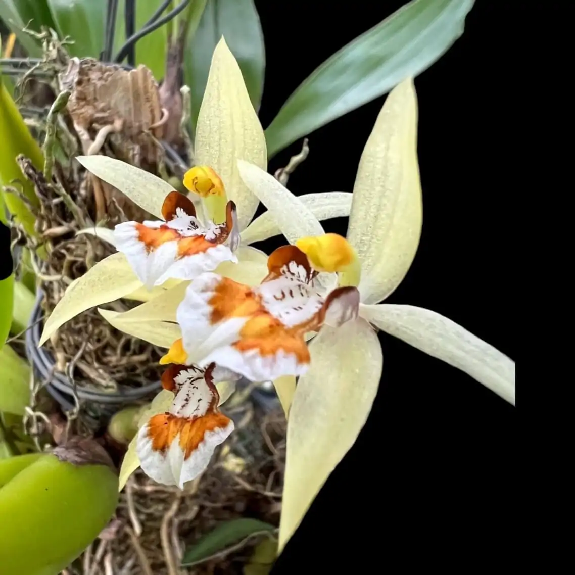 Coelogyne eberhardtii – Buy Online | Sib Orchid Coelogyne eberhardtii