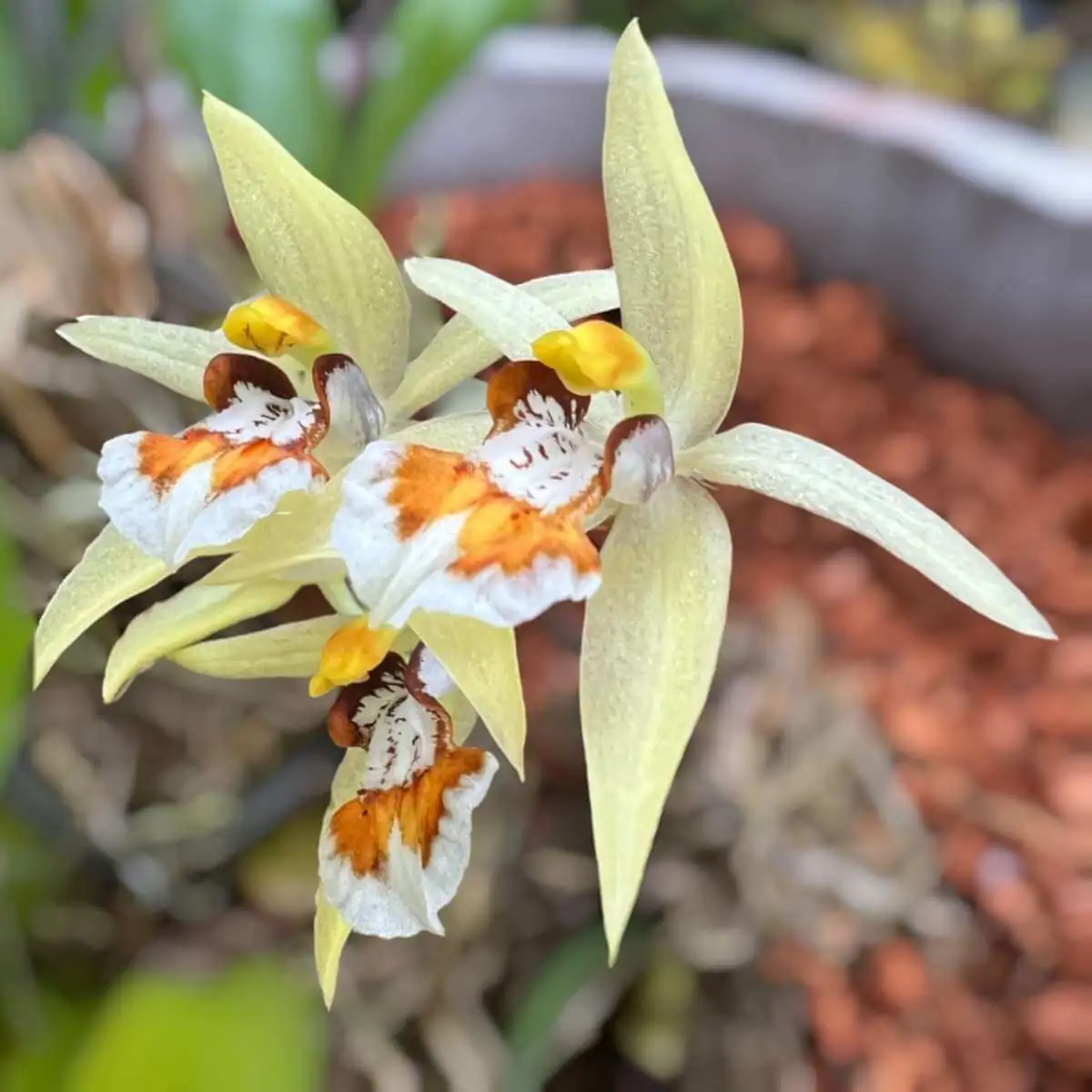 Coelogyne eberhardtii – Buy Online | Sib Orchid Coelogyne eberhardtii