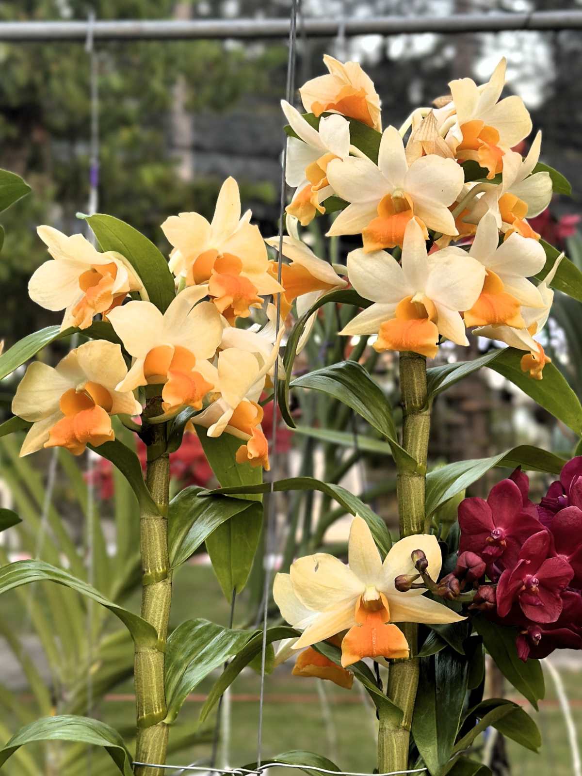 Rare Orchid For Sale - Buy Exotic Orchids Online Sib Orchid